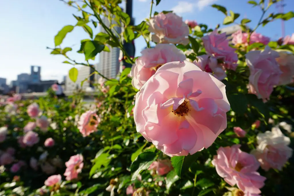Rosa rosor i Rose Garden Osaka